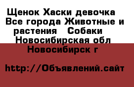 Щенок Хаски девочка - Все города Животные и растения » Собаки   . Новосибирская обл.,Новосибирск г.